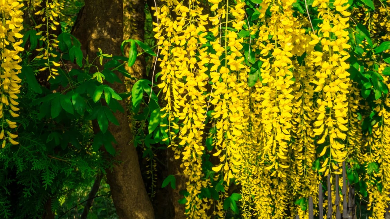 15 Woods You Should Never Burn: Protect Your Health and Home 10 15 Woods You Should Never Burn: Protect Your Health and Home - Laburnum dp26240021 dnoh