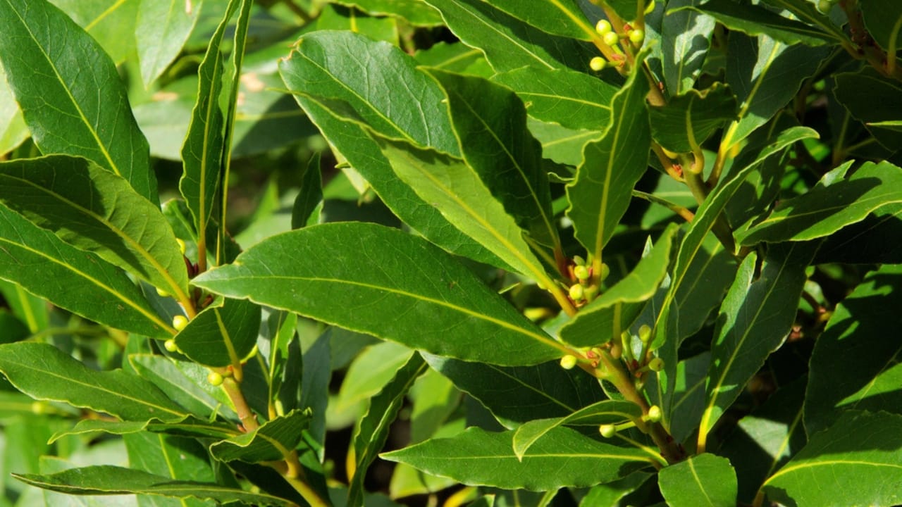 11 Flowers & Plants That Rose from the Ashes of War 6 11 Flowers & Plants That Rose from the Ashes of War - Laurel dp39999847 dnoh