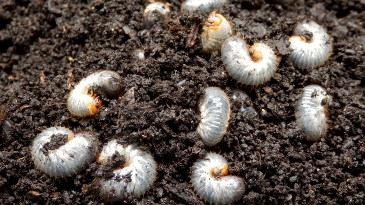 How to Get Rid of Grubs Naturally: 11 Proven Methods 3 How to Get Rid of Grubs Naturally: 11 Proven Methods - Lawn Grubs dp31019683 dnoh