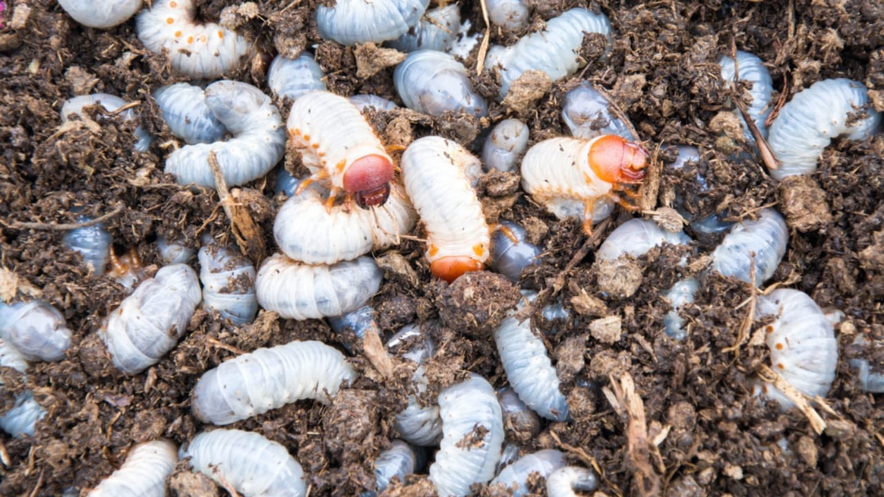 How to Get Rid of Grubs Naturally: 11 Proven Methods 4 How to Get Rid of Grubs Naturally: 11 Proven Methods - Lawn Grubs dp653052096 dnoh