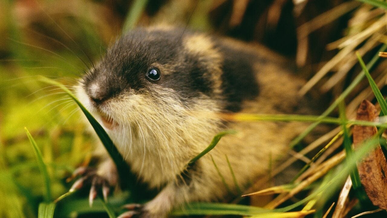 15 Unique Species Proving Nature’s Underdogs Are Extraordinary 15 15 Unique Species Proving Nature’s Underdogs Are Extraordinary - Lemming ss111592124 bpgm