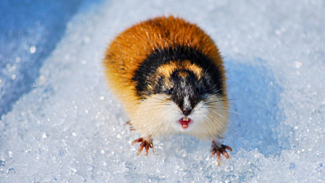 Life at -58°F: How 15 Arctic Species Thrive in the Cold 8 Life at -58°F: How 15 Arctic Species Thrive in the Cold - Lemming ss1743802973 bpgm