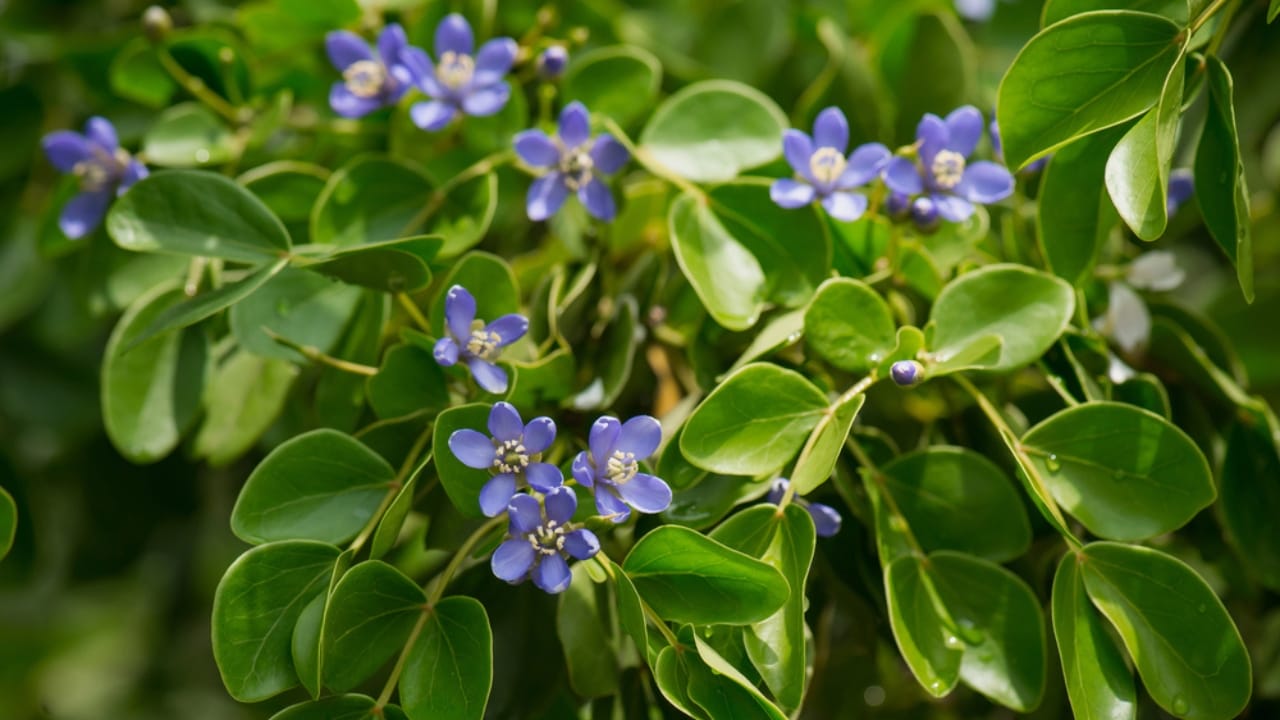 14 Rare Plants on the Brink of Extinction 13 14 Rare Plants on the Brink of Extinction - Lignum Vitae dp122741310 dnoh