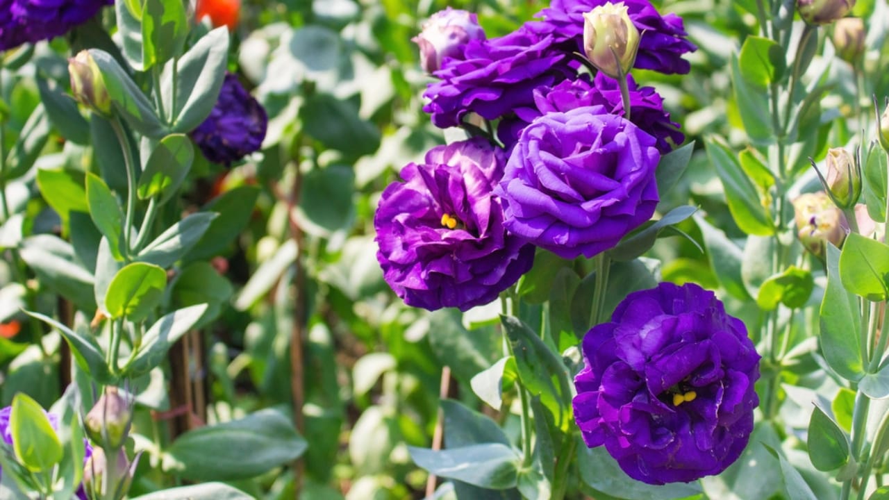 15 Flowers That Look Like Roses but Are Easier to Grow 9 15 Flowers That Look Like Roses but Are Easier to Grow - Lisianthus dp466067978 dnoh