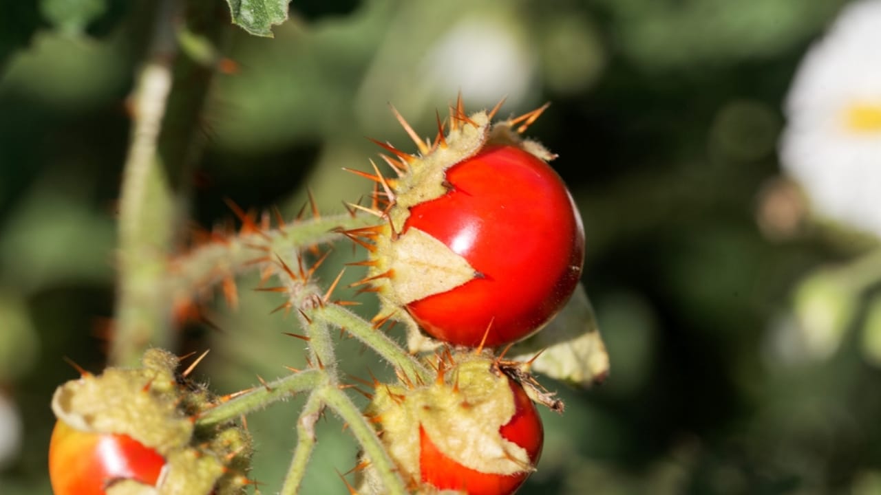 Bored of Basic Veggies... Grow These 15 Exciting Alternatives 7 Bored of Basic Veggies... Grow These 15 Exciting Alternatives - Litchi Tomato dp310752310 dnoh