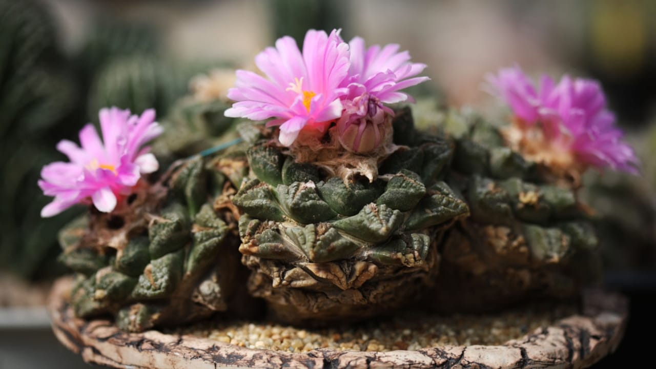 15 Breathtaking Flowers That Define America’s Natural Beauty - Living Rock Cactus ss1894549879 dpdgm