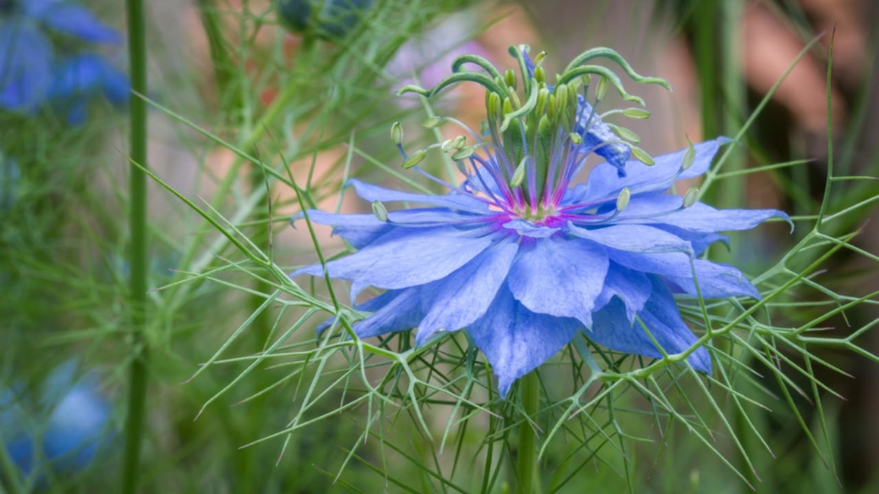 22 Self-Seeding Plants That Do All the Work for You 5 22 Self-Seeding Plants That Do All the Work for You - Love In A Mist Flower dp11649416 dnoh