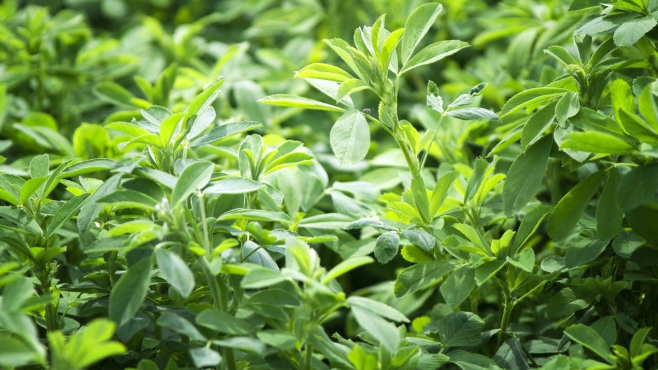 George Washington’s 20 Crops Shaped U.S. Farming Forever 17 George Washington’s 20 Crops Shaped U.S. Farming Forever - Lucerne dp9557942 dnoh