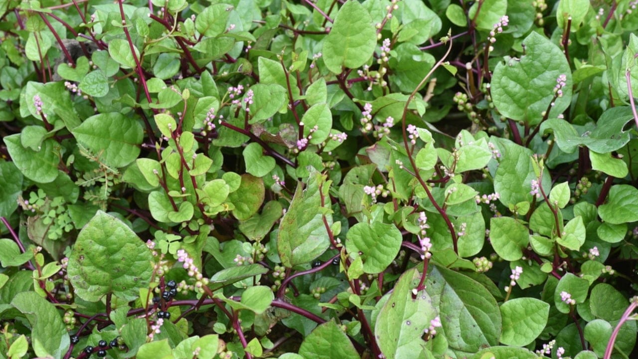 Bored of Basic Veggies... Grow These 15 Exciting Alternatives 12 Bored of Basic Veggies... Grow These 15 Exciting Alternatives - Malabar Spinach dp514842784 dnoh