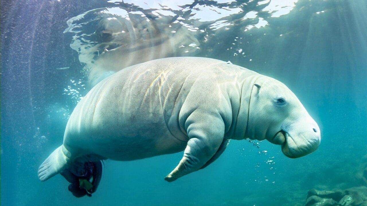 15 Unique Species Proving Nature’s Underdogs Are Extraordinary 6 15 Unique Species Proving Nature’s Underdogs Are Extraordinary - Manatee ss2306761453 bpgm