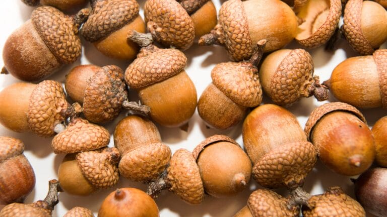 The Tasty Truth About Acorns: A Nutrient-Packed Survival Staple 4 The Tasty Truth About Acorns: A Nutrient-Packed Survival Staple - Many acorns with hats dp85741086 dnoh