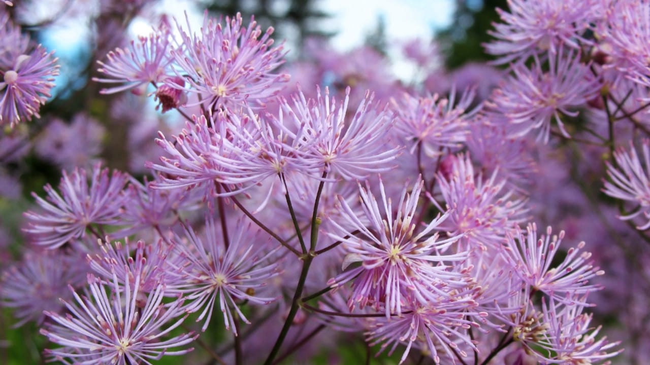 22 Self-Seeding Plants That Do All the Work for You 23 22 Self-Seeding Plants That Do All the Work for You - Meadow Rue dp5077794 dnoh
