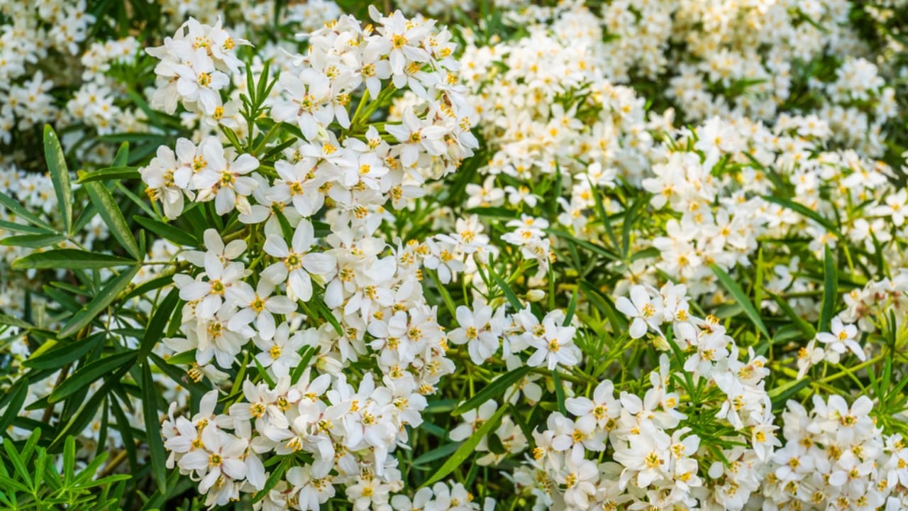 17 Plants That Add Beauty & Amazing Scents to Your Yard 13 17 Plants That Add Beauty & Amazing Scents to Your Yard -