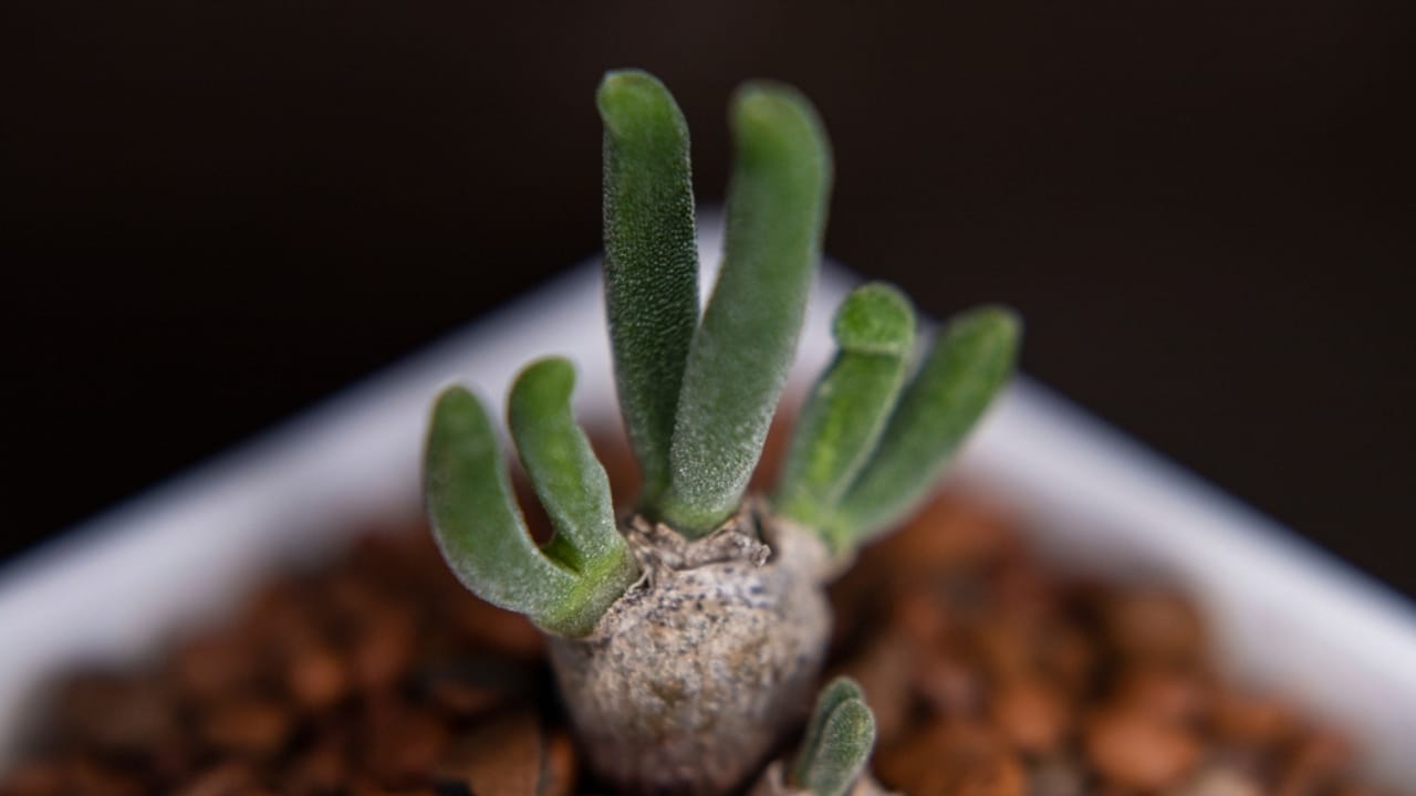 14 Unique Succulents That Will Wow Any Plant Lover 11 14 Unique Succulents That Will Wow Any Plant Lover - Monilaria obconica ss2301816079 dnoh