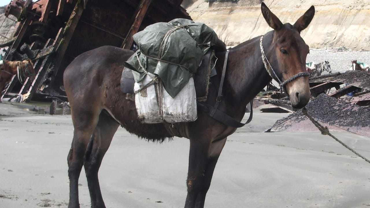 15 Facts About Mules That Will Change How You See Them 6 15 Facts About Mules That Will Change How You See Them - Mule Juancito wc