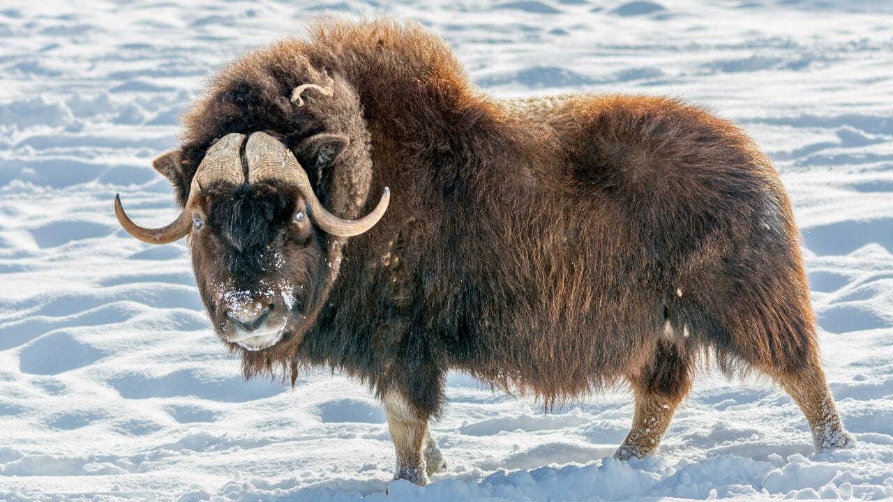 Life at -58°F: How 15 Arctic Species Thrive in the Cold 5 Life at -58°F: How 15 Arctic Species Thrive in the Cold - Musk Ox ss1079290946 bpgm