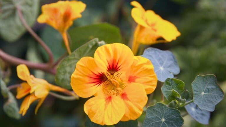 Bugs Beware: These 15 Plants Keep Gardens Safe 2 Bugs Beware: These 15 Plants Keep Gardens Safe - Nasturtium plant with yellow flowers ss1727733037 degm