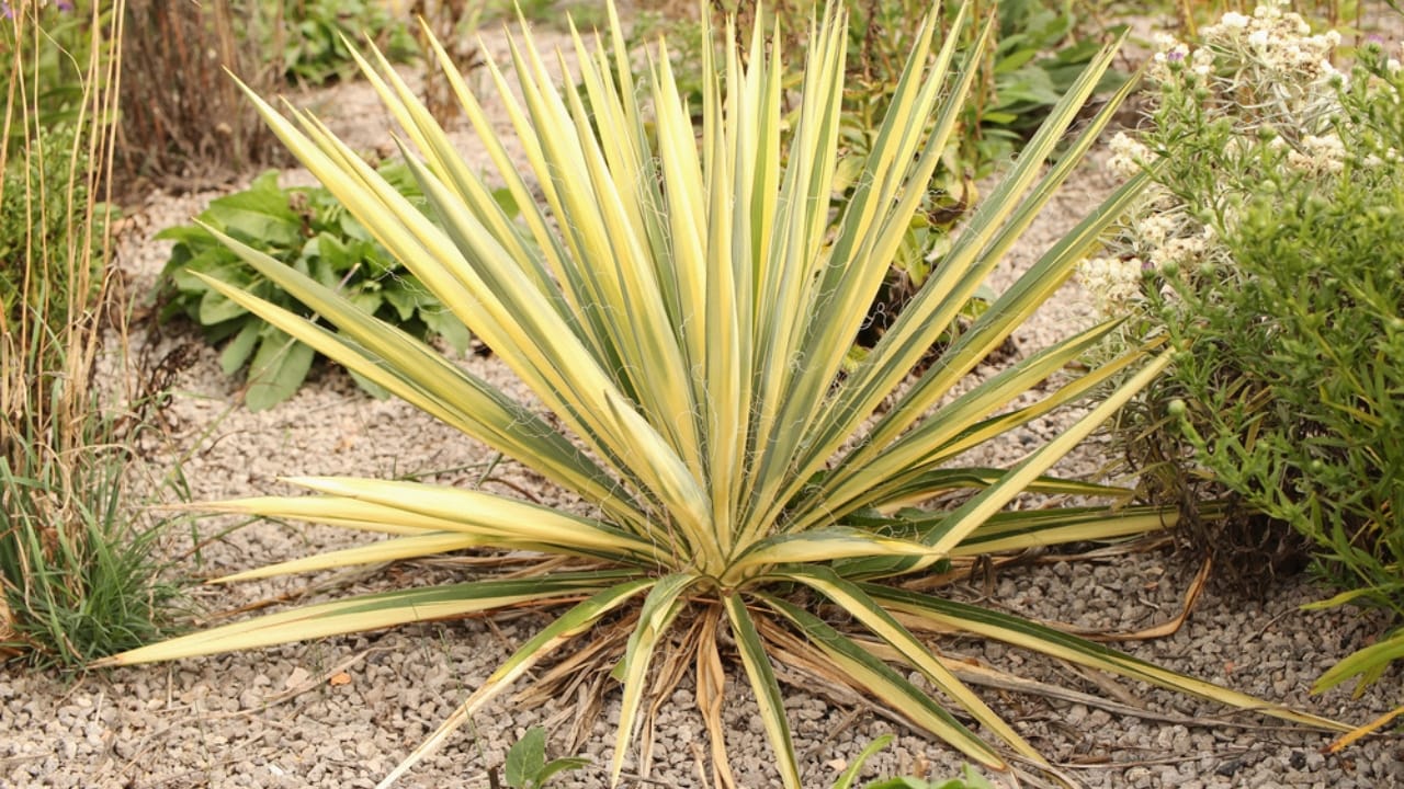 No Fence Needed: 12 Tall Ornamental Grasses for Perfect Privacy 13 No Fence Needed: 12 Tall Ornamental Grasses for Perfect Privacy -