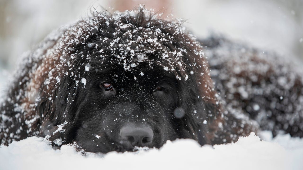 Don’t Let Your Dog Freeze- Here’s When Jackets Are a Must 2 Don’t Let Your Dog Freeze- Here’s When Jackets Are a Must - Newfoundland dog winter ss2349632125 degm