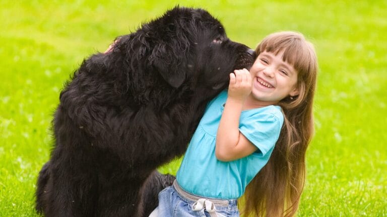 26 Dog Breeds Who Believe Aggression Is Simply Overrated 10 26 Dog Breeds Who Believe Aggression Is Simply Overrated - Newfoundland ss149693288 bpgm