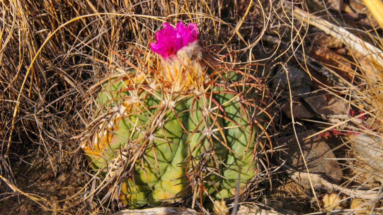 13 Rare Plants That Could Disappear From Gardens Worldwide 10 13 Rare Plants That Could Disappear From Gardens Worldwide - Nichols Turks Head Cactus ss1319531561 dnoh