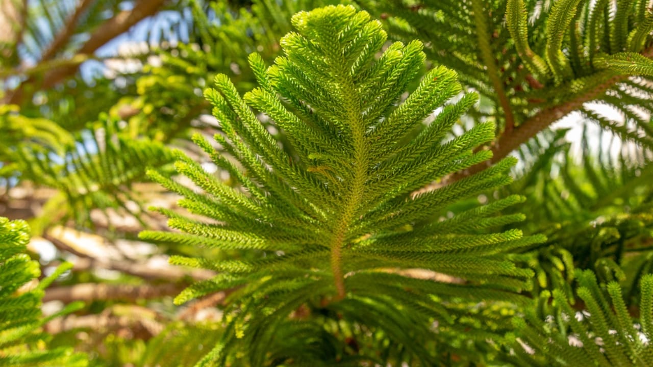 16 Christmas Plants to Brighten Your Holiday Décor 6 16 Christmas Plants to Brighten Your Holiday Décor - Norfolk Island Pine dp352639750 dnoh