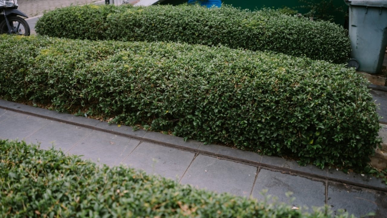 Skip the Fence: 18 Fast-Growing Shrubs for Instant Privacy 4 Skip the Fence: 18 Fast-Growing Shrubs for Instant Privacy - North Privet ss2531454275 dpdgm