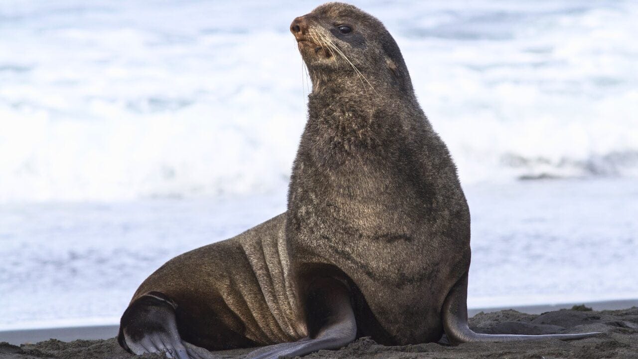 15 Unique Species Proving Nature’s Underdogs Are Extraordinary 16 15 Unique Species Proving Nature’s Underdogs Are Extraordinary - Northern Fur Seal ss344451143 bpgm