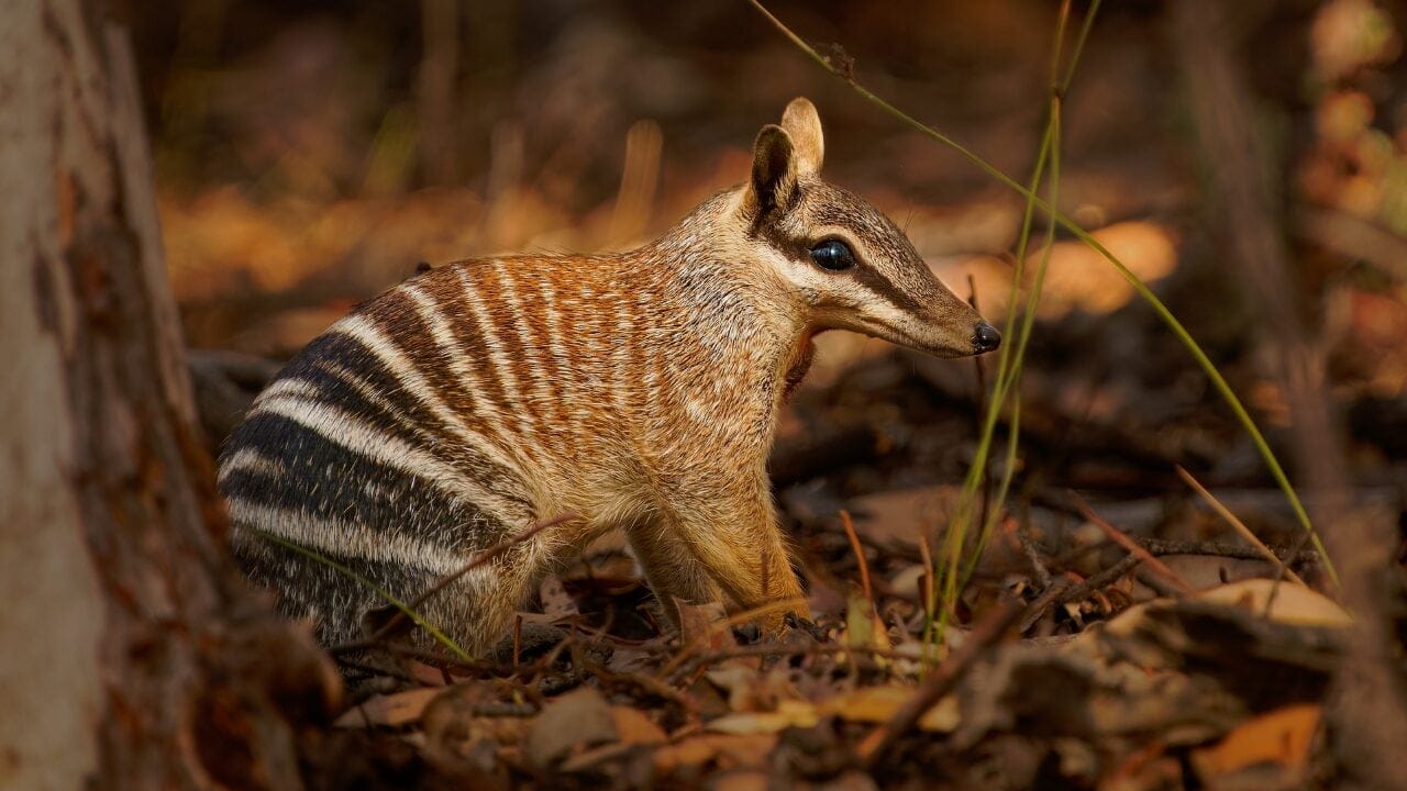 15 Unique Species Proving Nature’s Underdogs Are Extraordinary 10 15 Unique Species Proving Nature’s Underdogs Are Extraordinary - Numbat ss2325954063 bpgm