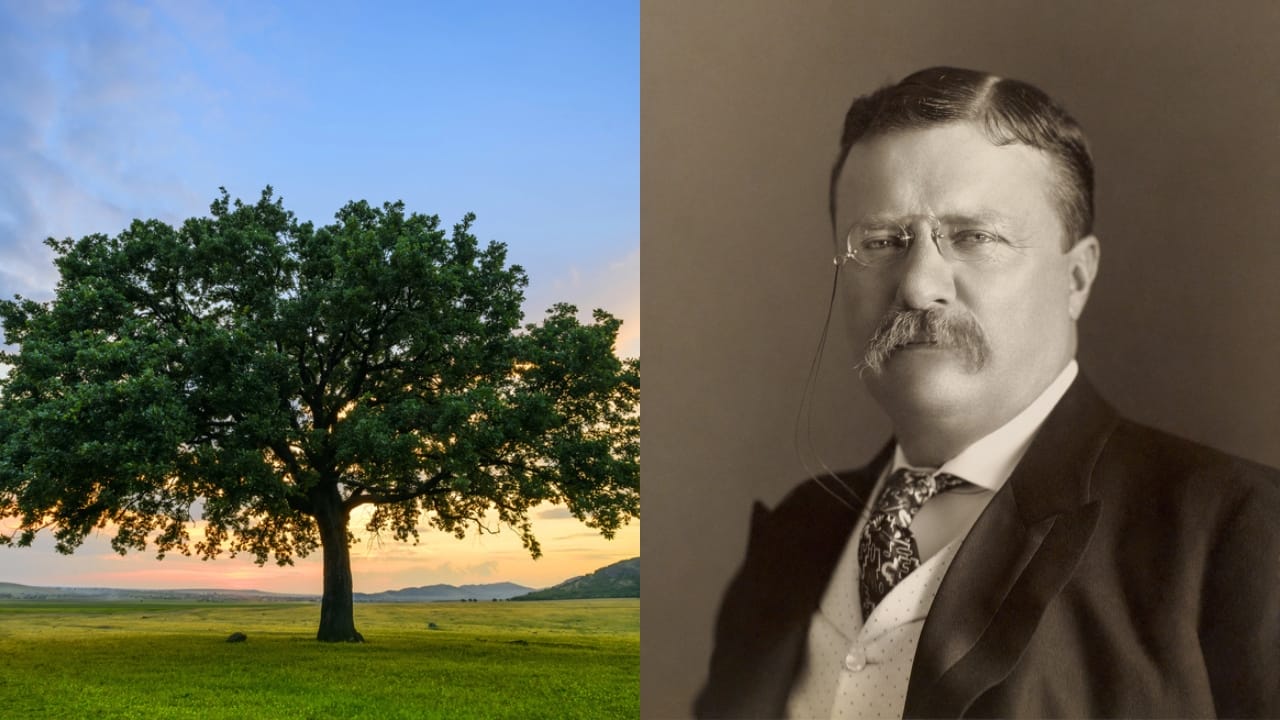 15 White House Trees Rooted in Love, Loss, and Legacy 6 15 White House Trees Rooted in Love, Loss, and Legacy - Oak Tree dp74355965 dnoh Theodore Roosevelt wc