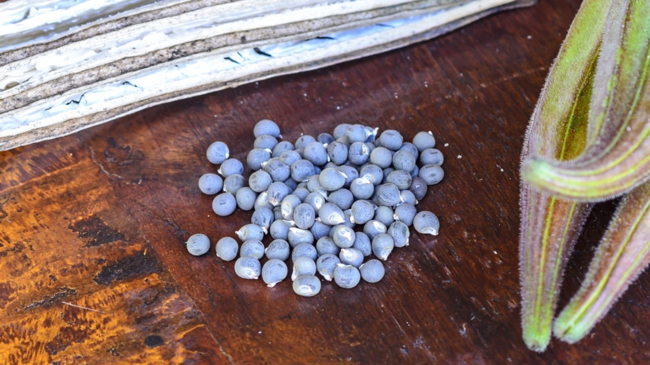 The Secret Weapon of the Civil War: Shovels and Seeds 5 The Secret Weapon of the Civil War: Shovels and Seeds - Okra seeds ss594848264 dnoh