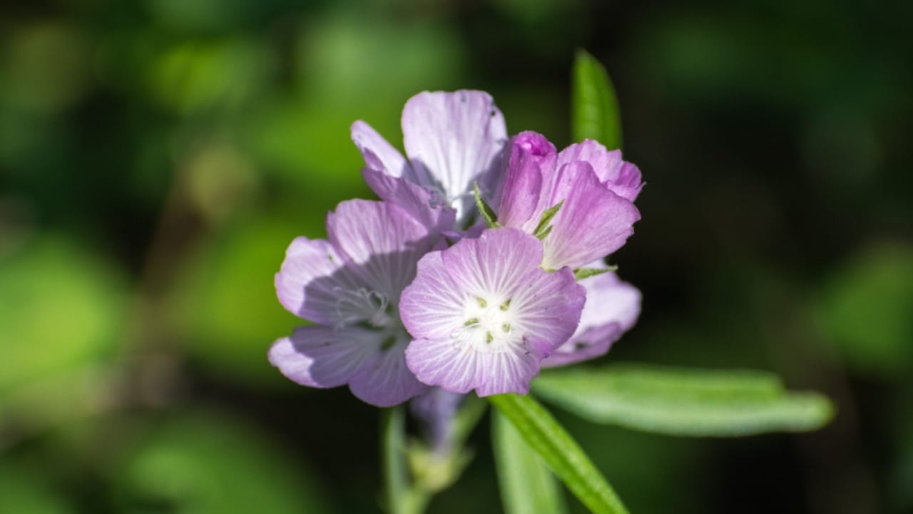 13 Rare Plants That Could Disappear From Gardens Worldwide 11 13 Rare Plants That Could Disappear From Gardens Worldwide - Oregon Checkerbloom ss1144182647 dnoh