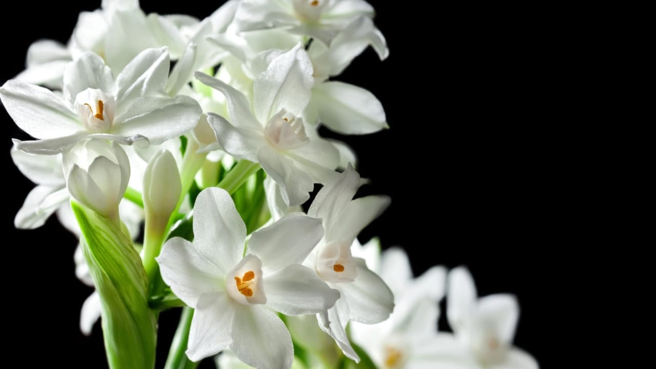 16 Christmas Plants to Brighten Your Holiday Décor 10 16 Christmas Plants to Brighten Your Holiday Décor - Paperwhites flower dp69762643 dnoh