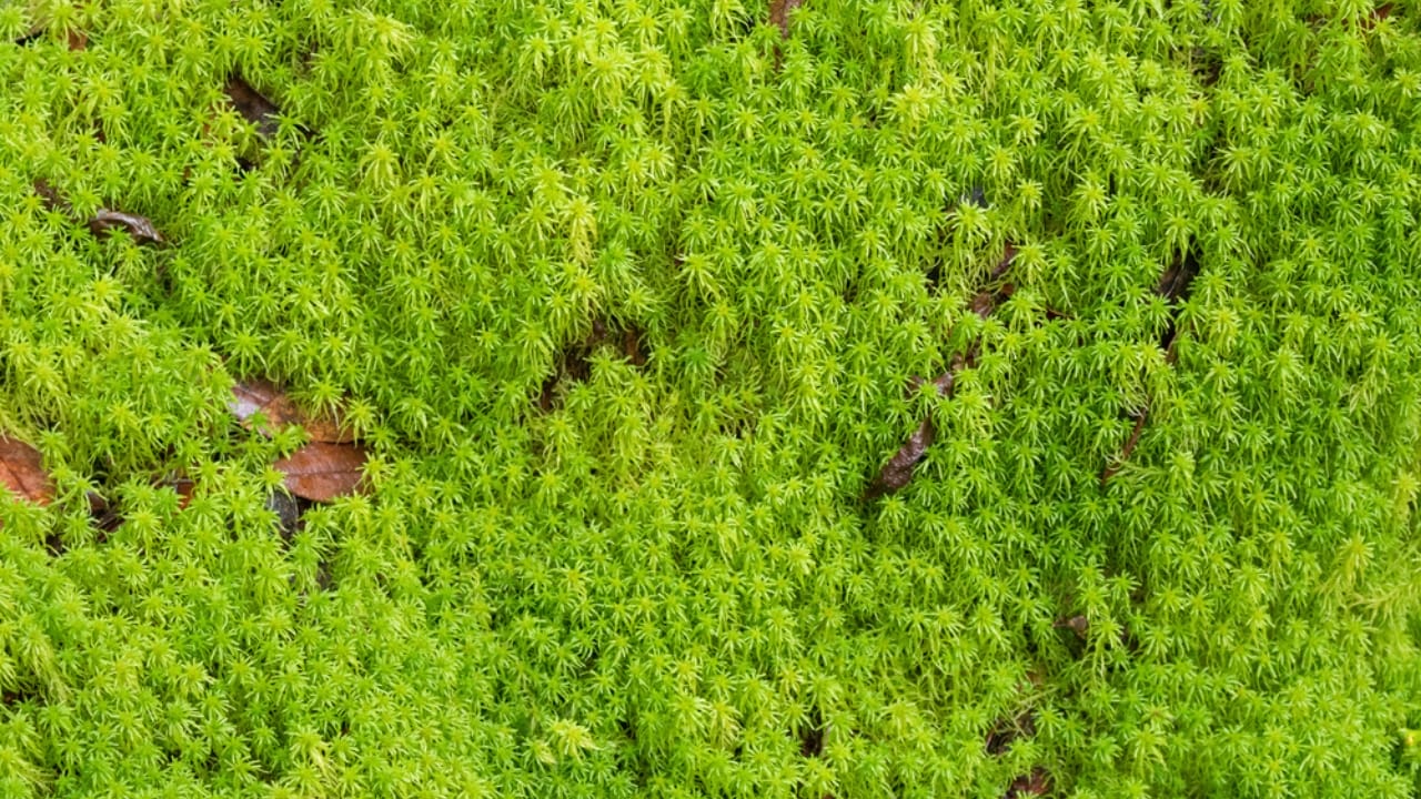 The 13 Plants That Powered Wartime Medicine in Two World Wars 4 The 13 Plants That Powered Wartime Medicine in Two World Wars - Peat Moss dp117370434 dnoh