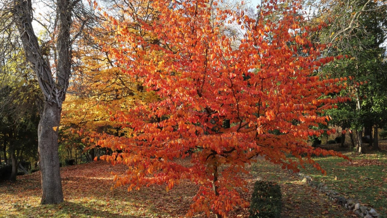 Small, Drought-Tolerant Trees: 15 Non-Invasive Picks for Your Yard - Persian Ironwood ss1878110833 dpdgm