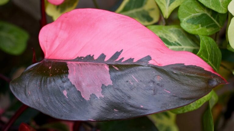 17 Gorgeous Pink-Leaved Plants That Are Stealing the Spotlight 10 17 Gorgeous Pink-Leaved Plants That Are Stealing the Spotlight - Philodendron Pink Princess ss1990395743 degm