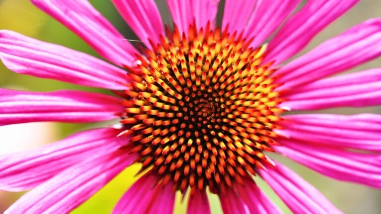 15 Breathtaking Flowers That Define America’s Natural Beauty - Pink Echinacea tennesseensis ss114351796 degm