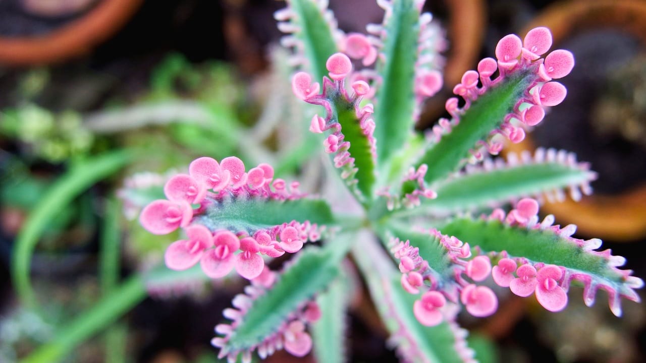 17 Gorgeous Pink-Leaved Plants That Are Stealing the Spotlight 15 17 Gorgeous Pink-Leaved Plants That Are Stealing the Spotlight - Pink butterfly mother of thousands ss1101872522 degm