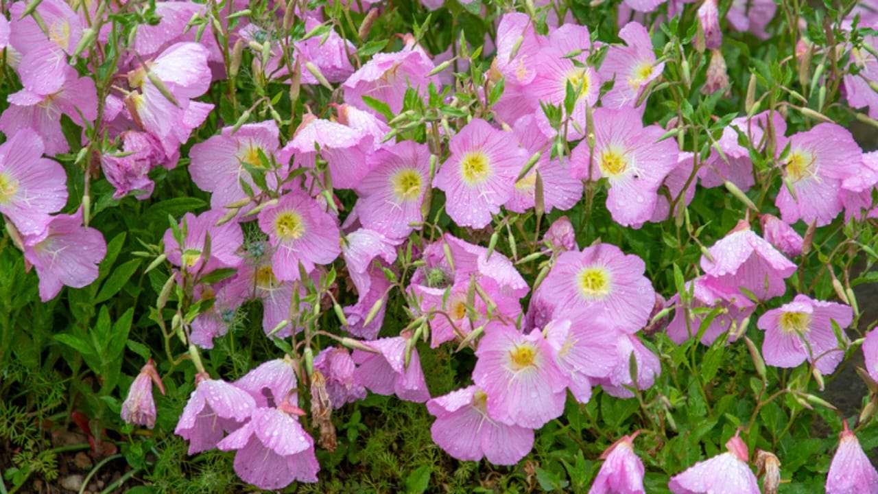 15 Gorgeous Pink Flowers That Add Color & Life to Any Garden 16 15 Gorgeous Pink Flowers That Add Color & Life to Any Garden - Pink Lady Primrose dp761278704 dnoh