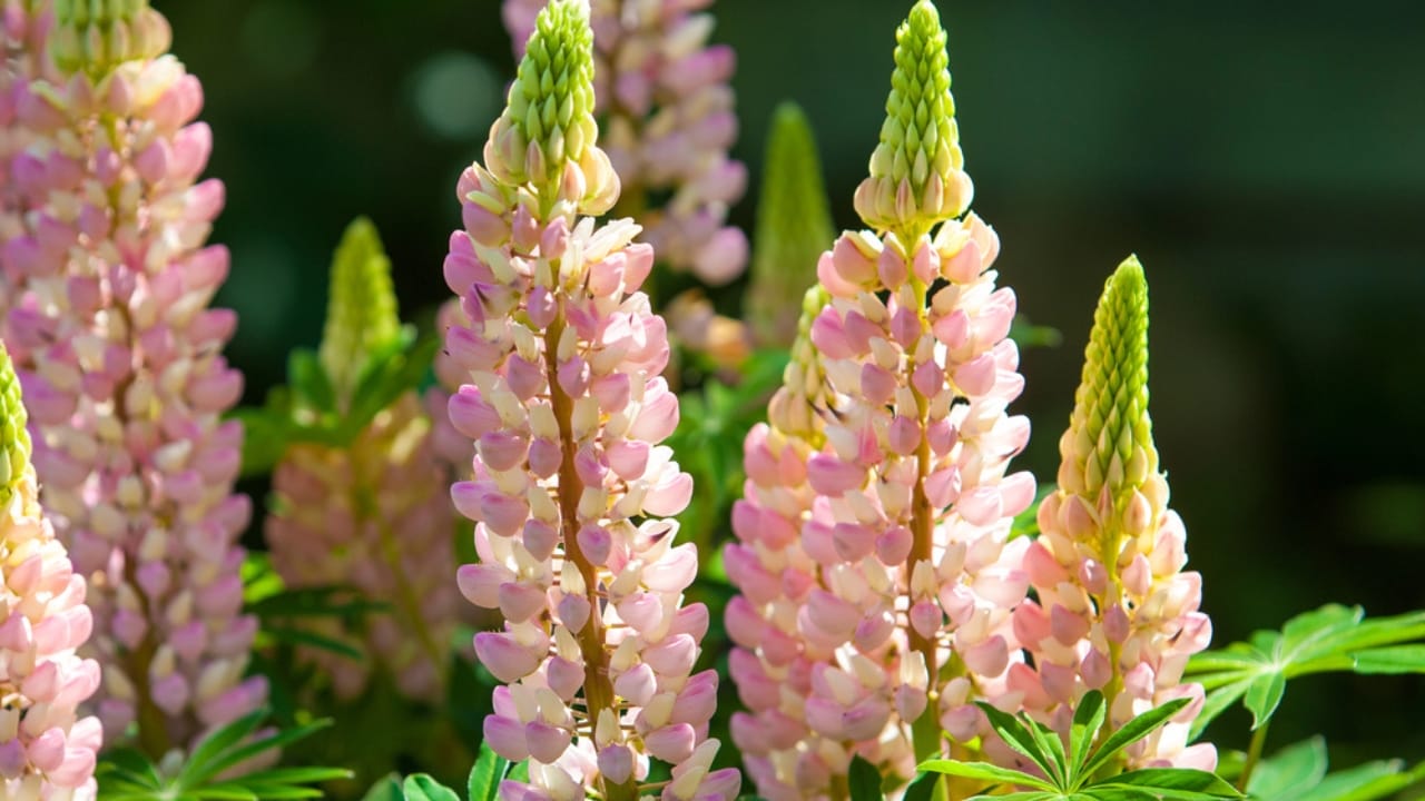 15 Gorgeous Pink Flowers That Add Color & Life to Any Garden 9 15 Gorgeous Pink Flowers That Add Color & Life to Any Garden - Pink Lupine dp66934193 dnoh