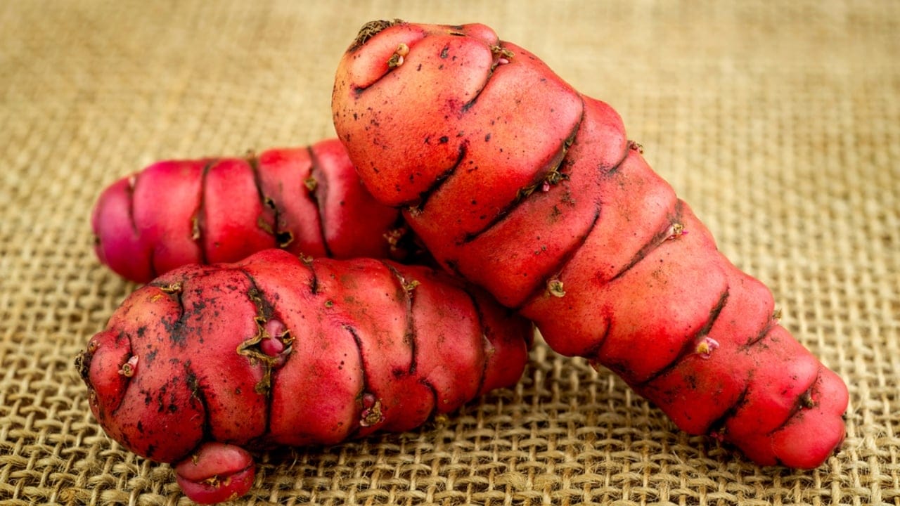 Bored of Basic Veggies... Grow These 15 Exciting Alternatives 14 Bored of Basic Veggies... Grow These 15 Exciting Alternatives - Pink Oca ss248837569 dpdgm