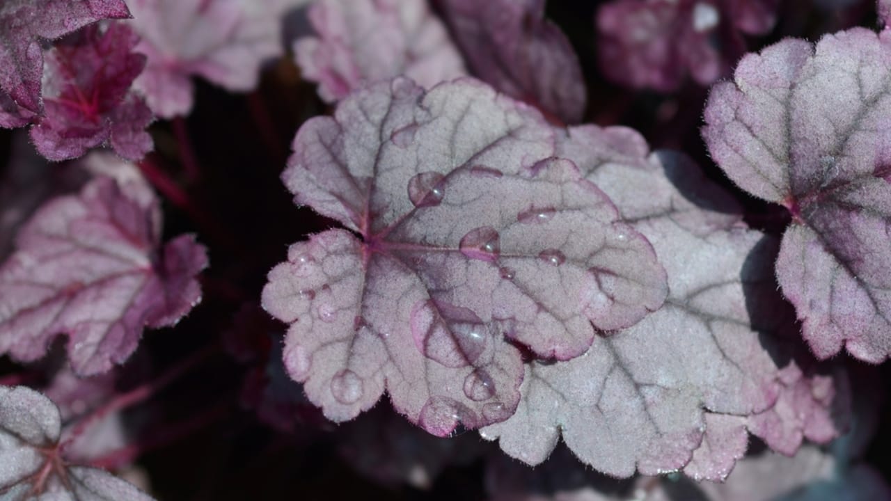 15 Gorgeous Pink Flowers That Add Color & Life to Any Garden 10 15 Gorgeous Pink Flowers That Add Color & Life to Any Garden - Pink Panther Coral Bells ss2197950385 dpdgm