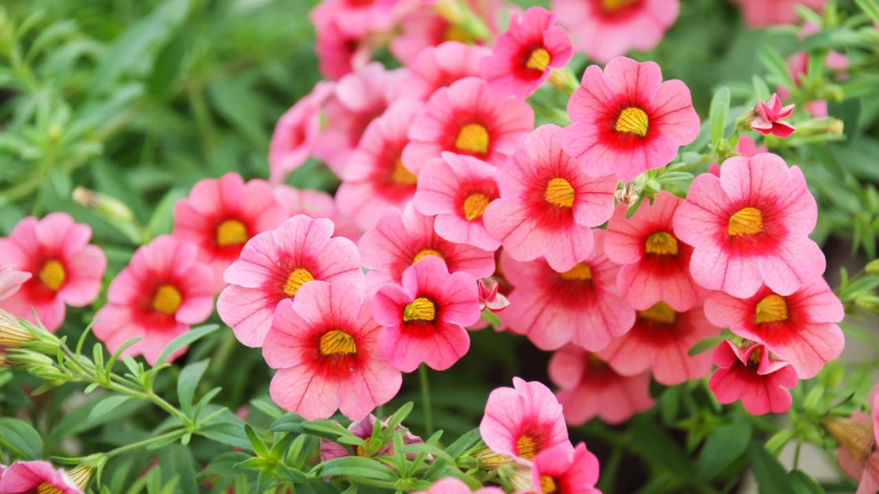 15 Gorgeous Poolside Plants That Repel Wasps and Bees - Pink Petunia dp396659632 dnoh