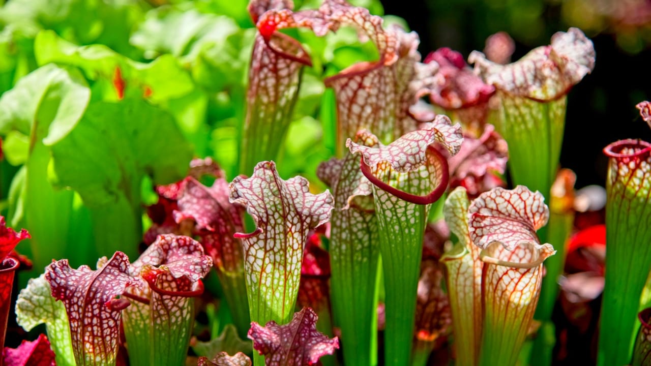 Nature's Deadly Garden: 13 Plants That Hunt Their Prey 4 Nature's Deadly Garden: 13 Plants That Hunt Their Prey - Pitcher Plants dp237514768 dnoh