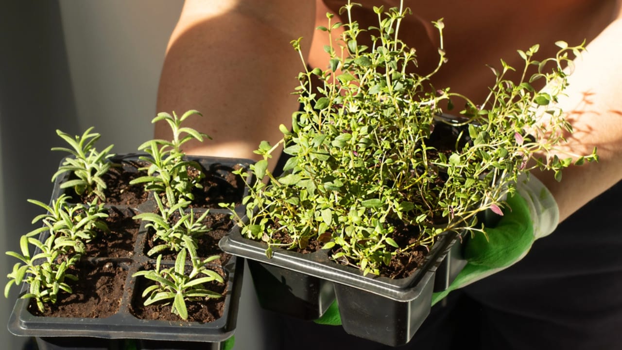 Creeping Thyme Lawns Are the Future of Sustainable Landscaping 27 Creeping Thyme Lawns Are the Future of Sustainable Landscaping - Planting Creeping Thyme dp467590216 dnoh