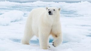 Life at -58°F: How 15 Arctic Species Thrive in the Cold 1 Life at -58°F: How 15 Arctic Species Thrive in the Cold - Polar bear ss1373689370 bpgm