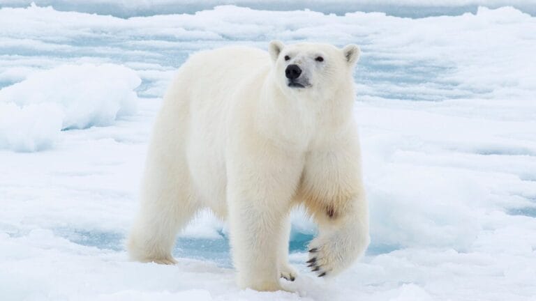 Life at -58°F: How 15 Arctic Species Thrive in the Cold 8 Life at -58°F: How 15 Arctic Species Thrive in the Cold - Polar bear ss1373689370 bpgm