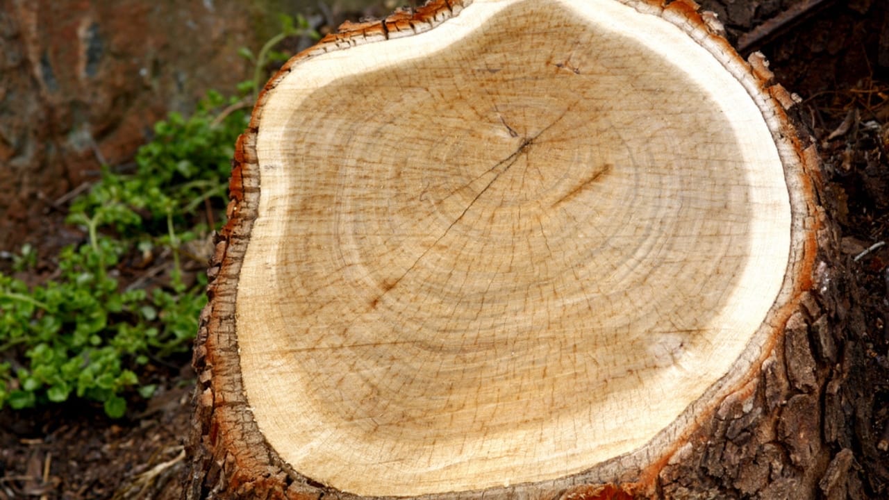 15 Woods You Should Never Burn: Protect Your Health and Home 14 15 Woods You Should Never Burn: Protect Your Health and Home - Poplar wood dp3016064 dnoh