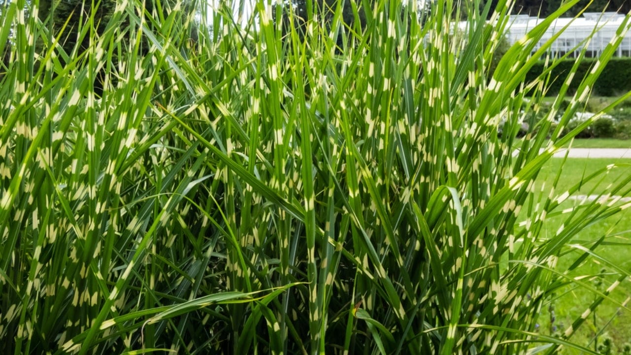 No Fence Needed: 12 Tall Ornamental Grasses for Perfect Privacy 14 No Fence Needed: 12 Tall Ornamental Grasses for Perfect Privacy - Porcupine Grass dp606415556 dnoh