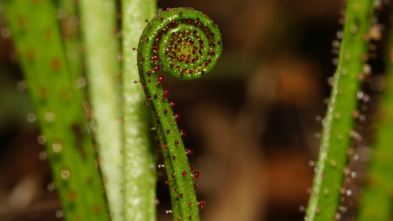 Nature's Deadly Garden: 13 Plants That Hunt Their Prey 10 Nature's Deadly Garden: 13 Plants That Hunt Their Prey - Portuguese Sundew ss2377482877 dpdgm